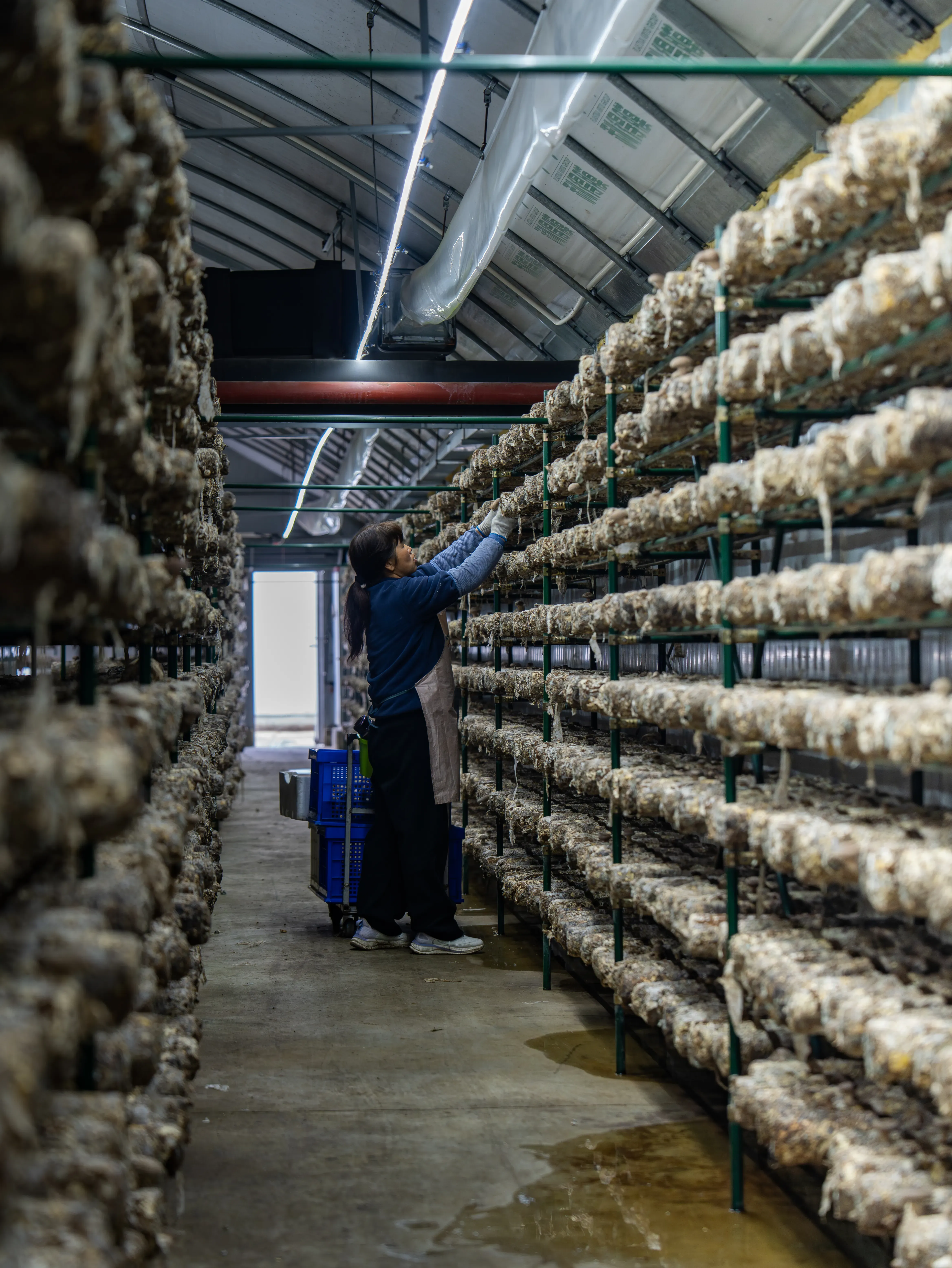 mushroom factory.webp