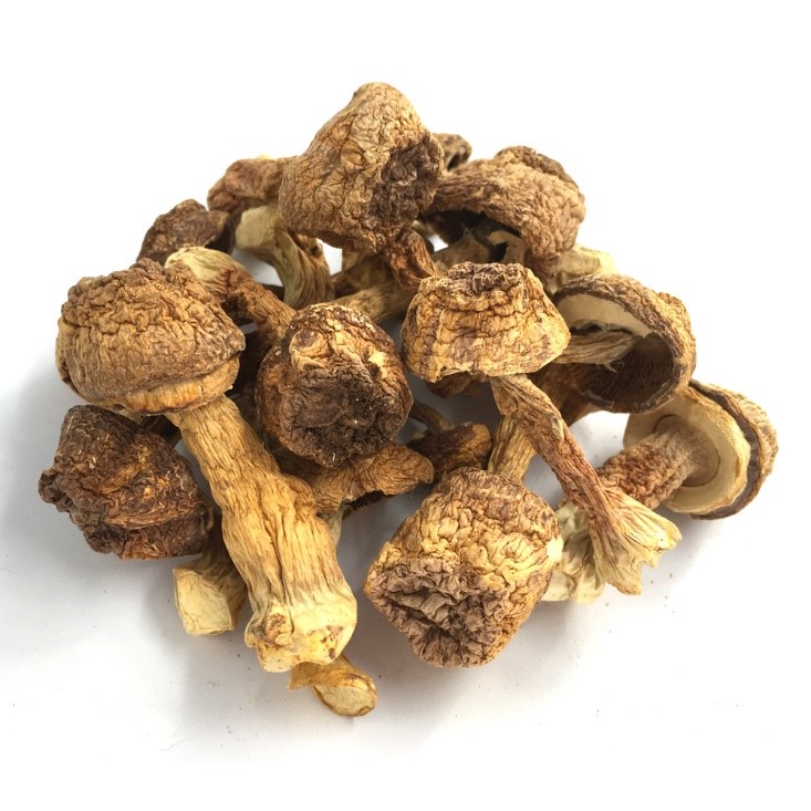 Premium Dried Agaricus Blazei Mushroom