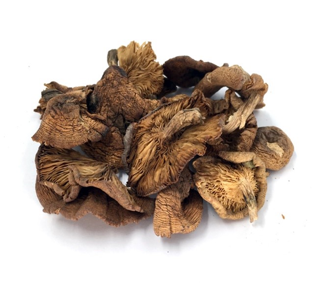 Premium Dried Hazelnut Mushroom