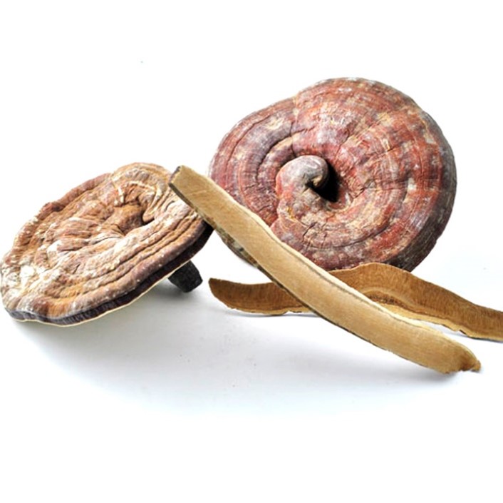 Dried Reishi Mushroom