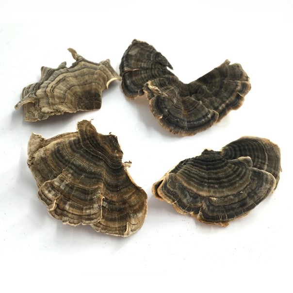 Dried Turkey Tail Mushroom